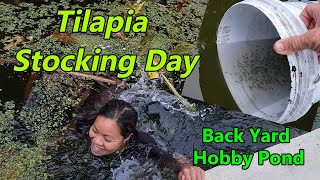 Tilapia Fish Stocking Day  Back yard Hobby Farming [upl. by Rettke]