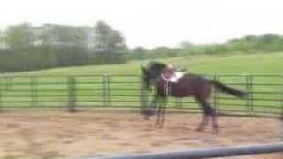 Horse rearing bucking [upl. by Shah]