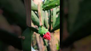 Opuntia cactus flowers amp fruits [upl. by Houlberg]