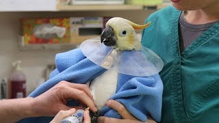 A day in the life of an exotic bird veterinarian [upl. by Koehler]