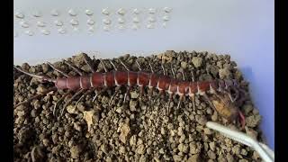 Feeding Scolopendra sp quotCelebes Purplequot with Dubian Roach [upl. by Norah]