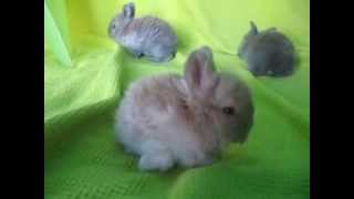 English Angora Baby Bunnies [upl. by Leirbma]