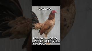 Cuál te gusta más rooster [upl. by Studdard]