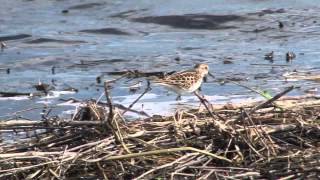 Incredible Wetlands  IMPA Award Winner [upl. by Ruprecht]