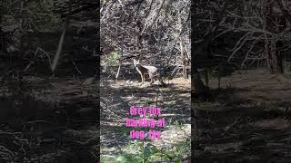 Grey fox barking at squeaky dog toy in our Austin Texas backyard [upl. by Ecela]