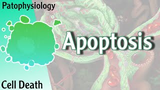 Pathophysiology  Apoptosis Cell death شرح [upl. by Pierce]