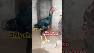 Aseel patta fighter short viralvideo birds chicks youtube aseel goat NR goat amp birds lovers [upl. by Kalagher]