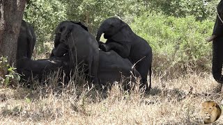 Naughty Baby Elephants Trying To Wake Sleeping Mom [upl. by Hiamerej444]