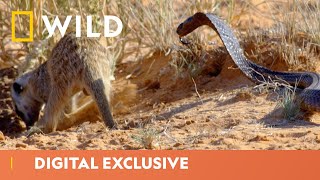 Cobra Vs Meerkats  Africa’s Deadliest  National Geographic Wild UK [upl. by Nino865]