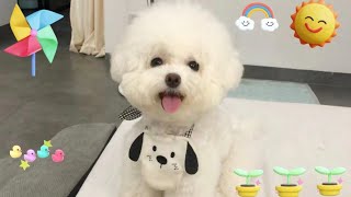 Reallife account of bathing a Bichon Frise and the results will surprise you [upl. by Heber]