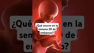 🤔 ¿Qué ocurre en la semana 20 de embarazo 🤰 Síntomas y desarrollo del bebé [upl. by Nitsraek964]