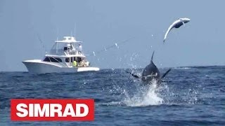 AMAZING BLUE MARLIN FOOTAGE  A MUST SEE [upl. by Yoral442]