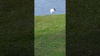 Wood Stork Caught Snake amp Tough Time Chewing It amp Swallowing It with Long Beak at Solary Park [upl. by Ogawa]