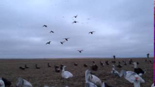 Sillosocks  Mallard Windsock Decoys in action [upl. by Adivad233]