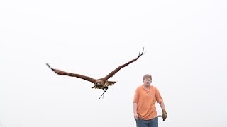 An Introduction to Falconry [upl. by Inva]