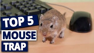 Dont Get Cheesy The ULTIMATE Guide to Catching Mice Top Traps Revealed [upl. by Mahla750]