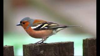 common chaffinch Fringilla coelebs sound  صوت الصلنج [upl. by Yearwood970]