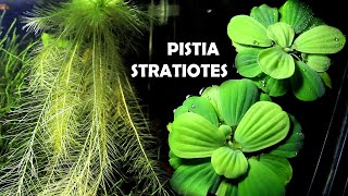 PISTIA STRATIOTES  Scheda Completa [upl. by Brasca127]