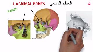 العظم الدمعي  Lacrimal bones [upl. by Naldo]