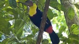 Toucan tocard  Yellowthroated Toucan Ramphastos ambiguus  Parc National Carara  Costa Rica [upl. by Kerril]