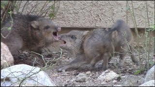 BABY JAVELINA FIGHT [upl. by Nnaylrebmik551]