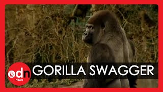 Gorilla learns to swagger like a man [upl. by Ayama]