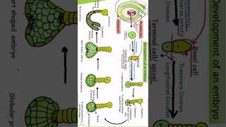 Embryogenesis  development of embryo chapter 1  class 12 [upl. by Akirat]