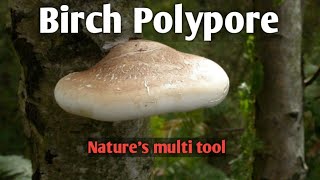 Birch polypore Natures multi tool [upl. by Tegdirb]