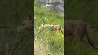 Wolf hunter  android game funnyvideo games funnyshorts shorts funny gameplay [upl. by Backer186]