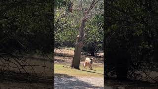 Dance of the Squirrel eurasier dog [upl. by Azeel]