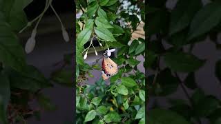 Danaus chrysippus also known as the plain tiger beautiful butterfly [upl. by Gui]