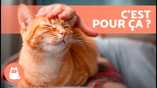 Pourquoi mon CHAT REFUSE les CÃ‚LINS  ðŸ± 6 raisons [upl. by Airdnaxila]