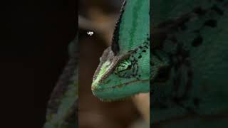 Secrets of Chameleons Revealed Color Changing chameleon animalfacts amazinganimals [upl. by Cacie235]