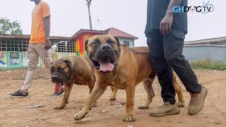 Walking the streets with MASSIVE Boerboels [upl. by Olag783]