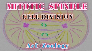 Mitotic spindle  Mitotic apparatus  Cell Division  UPSCZOOLOGY  Neet  Bsc zoology  BIOLOGYBLOG [upl. by Ikey]