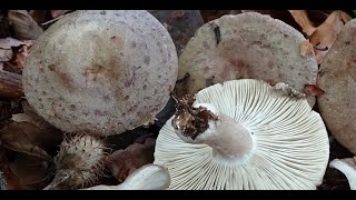 Lactarius blennius  Niscalo mucoso  Beech Milkcap [upl. by Newo]