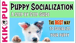 Puppy Socialization Guide  the BEST and SAFEST way [upl. by Frederik940]