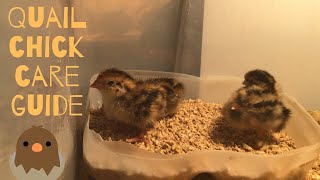 Basic Quail Chick Care Guide [upl. by Horvitz]