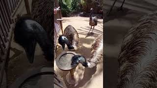 Emu Animal Caranry islands Palmitos Park Zoo [upl. by Nodnal]