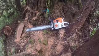 Stihl ms400R cm NorCal Coast  Real World Testing [upl. by Naneek]