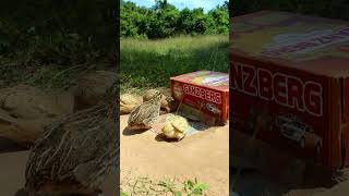 New Creative DIY Quail Trap Technique shorts create traps [upl. by Siskind]