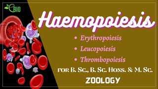 Haemopoiesis II Mammalian Physiology II B Sc B Sc hons M Sc II Zoology [upl. by Atiuqahc]