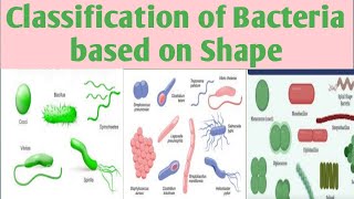 Classification of BacteriaBased upon ShapeMorphology B Pharm 3 sem classificationofbacteria [upl. by Tnafni]