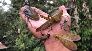 Found a giant shield bug‼️catch golden orb spider crickets dobsonfly giant grasshopper [upl. by Aimik759]