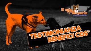 Testimonianza benefici Classe di Socializzazione® [upl. by Ahsieat]