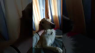 When you find the scratching sweet spot for borzoi [upl. by Rieger845]