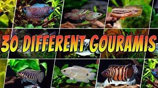 30 Rare amp Common Gouramis  Top Aquarium Gourami Types [upl. by Nicholl]