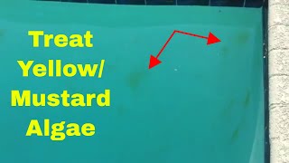 How to Treat Yellow Algae or Mustard Algae in Your Pool [upl. by Latoniah]