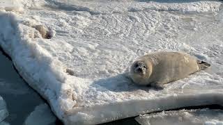 This is why seals are all called Mumu Beasts on the Chinese Internet [upl. by Maryrose]