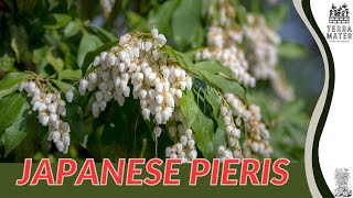 Japanese Pieris Pieris japonica Care Guide and Tips 🌿🌸 [upl. by Margaret432]